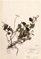 藏品(火炭母草)的圖片